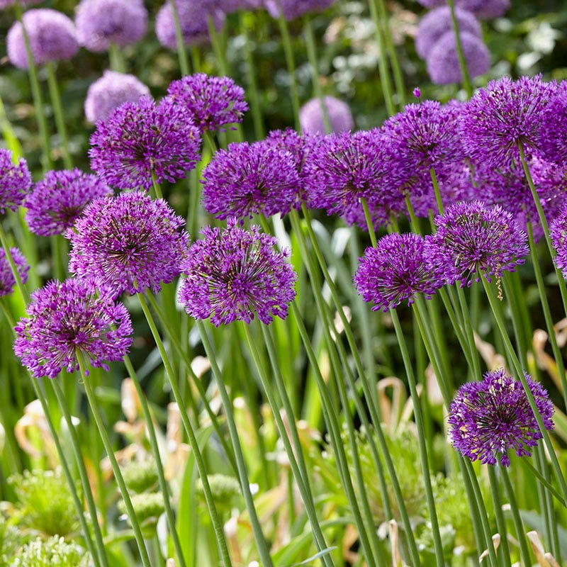 Purple Sensation Allium, Allium aflatunense | American Meadows