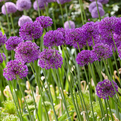 Purple Sensation Allium