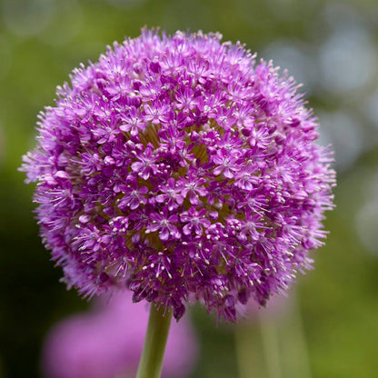 Spring Parade Bulb Collection