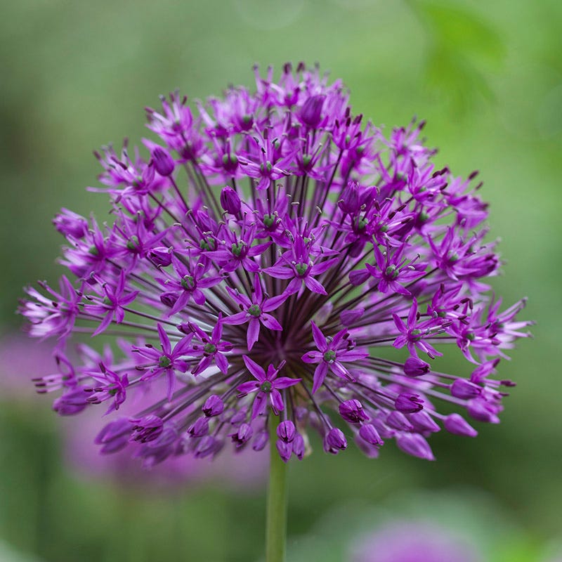 Shades of Allium Bulb Collection | American Meadows