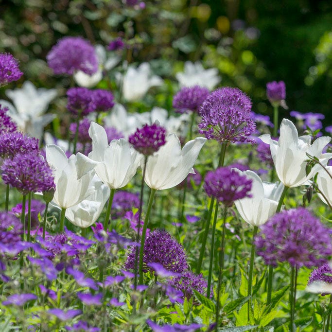 Purple Sensation Allium