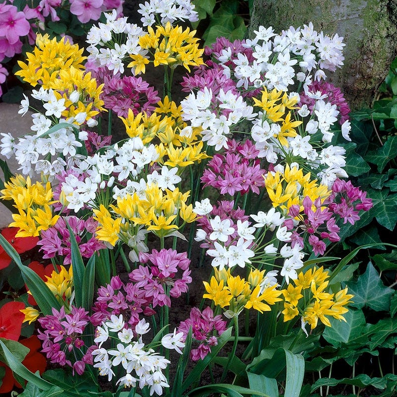 Rainbow Allium Mix
