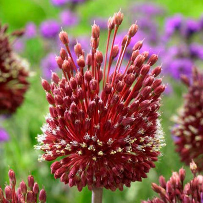 Sangria Allium Flower Bulb Collection