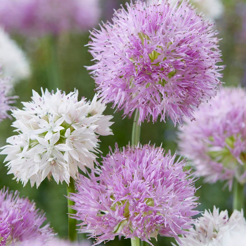 Little Puffs Allium Bulb Collection