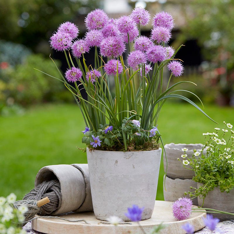 can you plant allium bulbs in pots Little Puffs Allium Bulb Collection