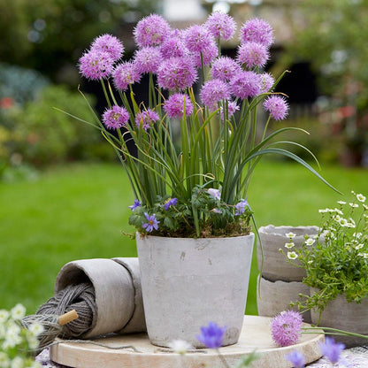 can allium bulbs be planted in pots Little Puffs Allium Bulb Collection