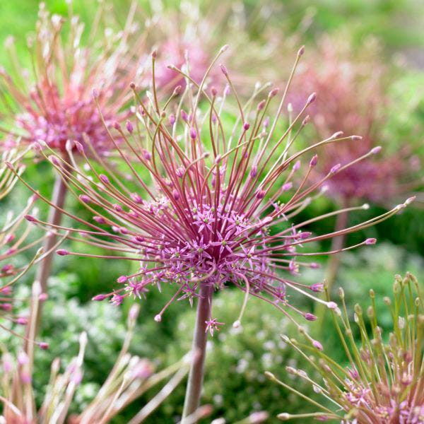 Sangria Allium Flower Bulb Collection