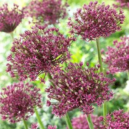 Magic Allium