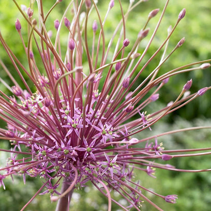 Allium schubertii