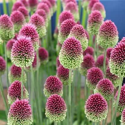 Drumstick Allium