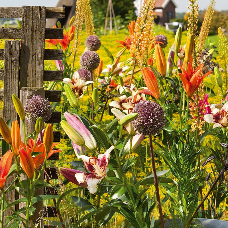 Summer Drummer Allium | Purple