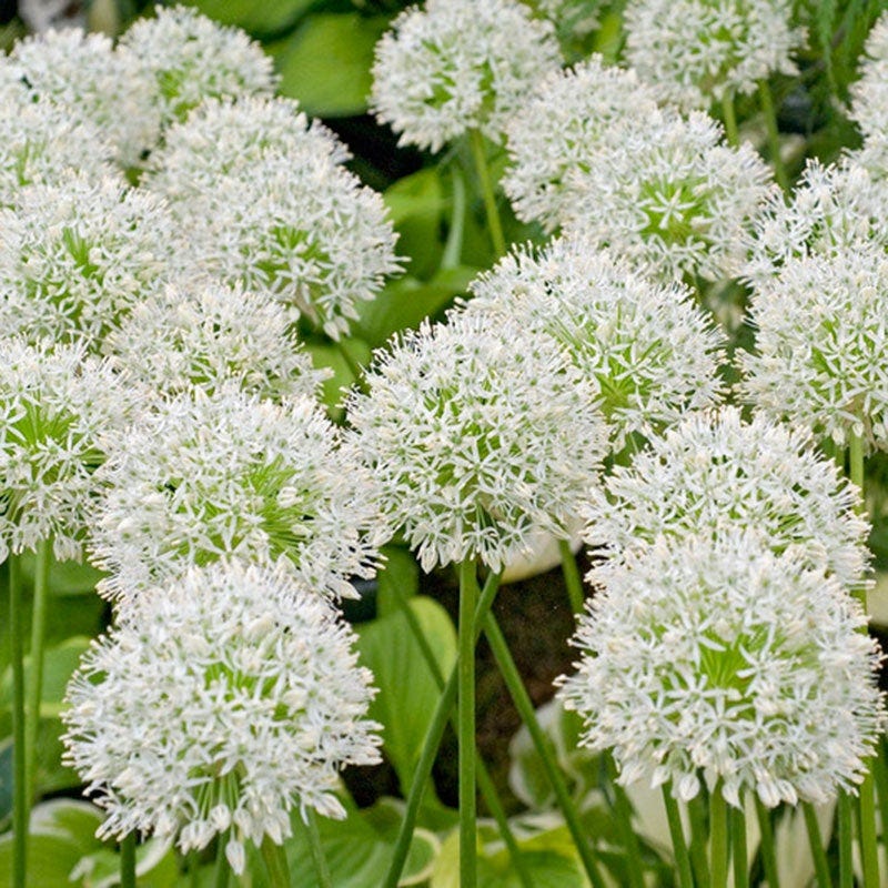 Mount Everest Allium - Thumbnail 2