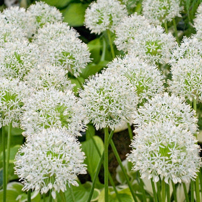 Mount Everest Allium