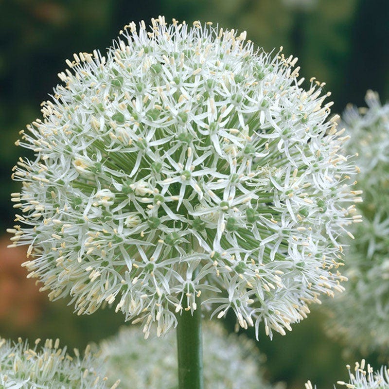 Mount Everest Allium