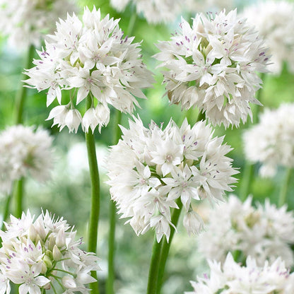 Graceful Beauty Allium