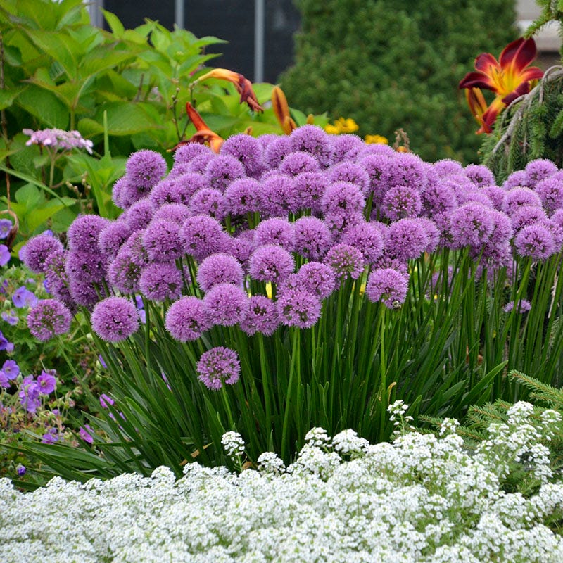 Allium Millenium