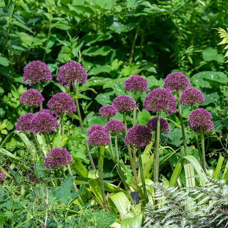 Ostara Allium