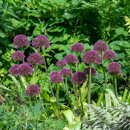 Ostara Allium