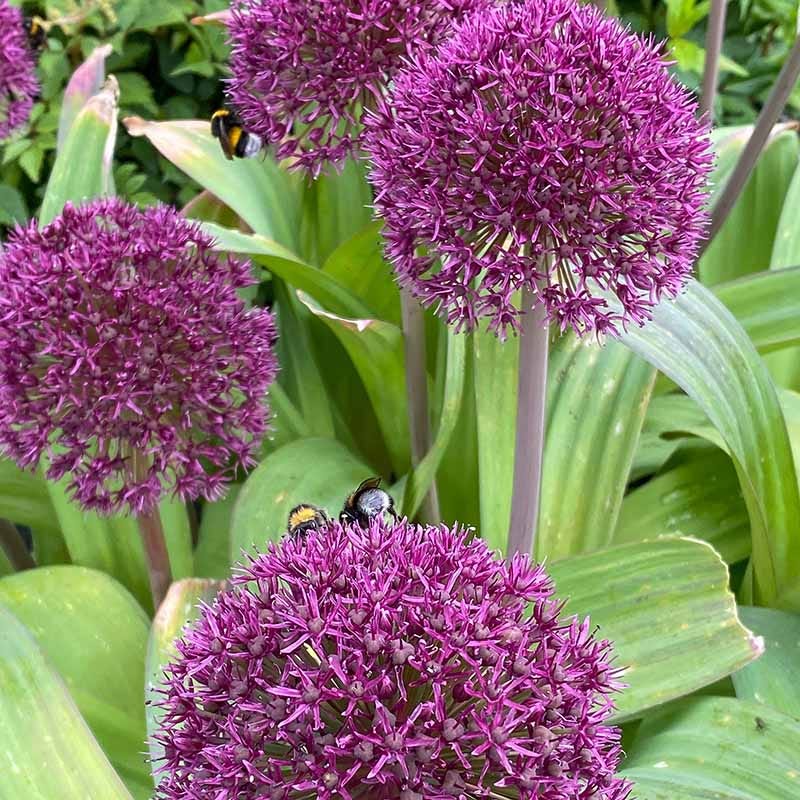 Ostara Allium - Thumbnail 3