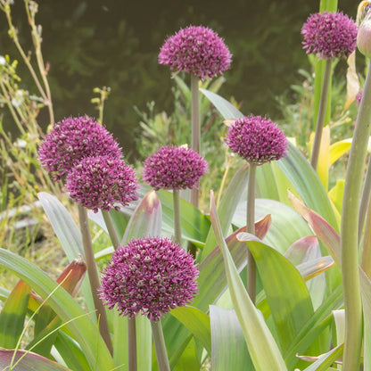 Ostara Allium