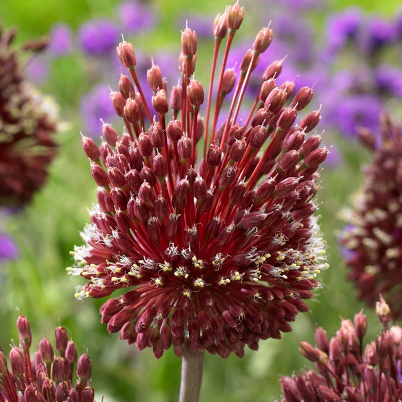 Red Mohican® Allium
