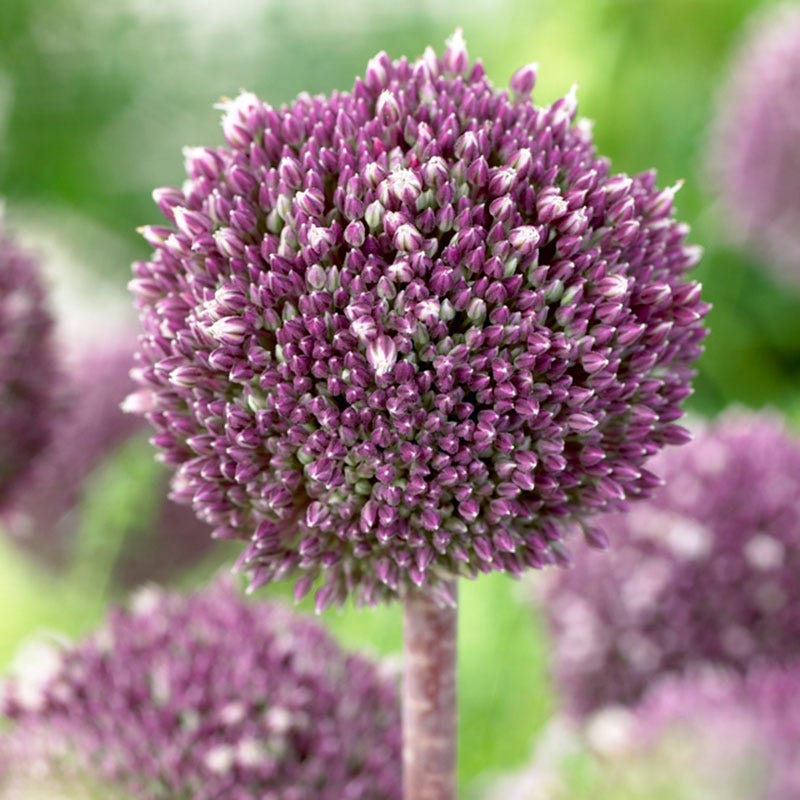Summer Drummer Allium