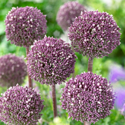 Summer Drummer Allium