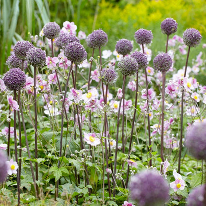 Summer Drummer Allium