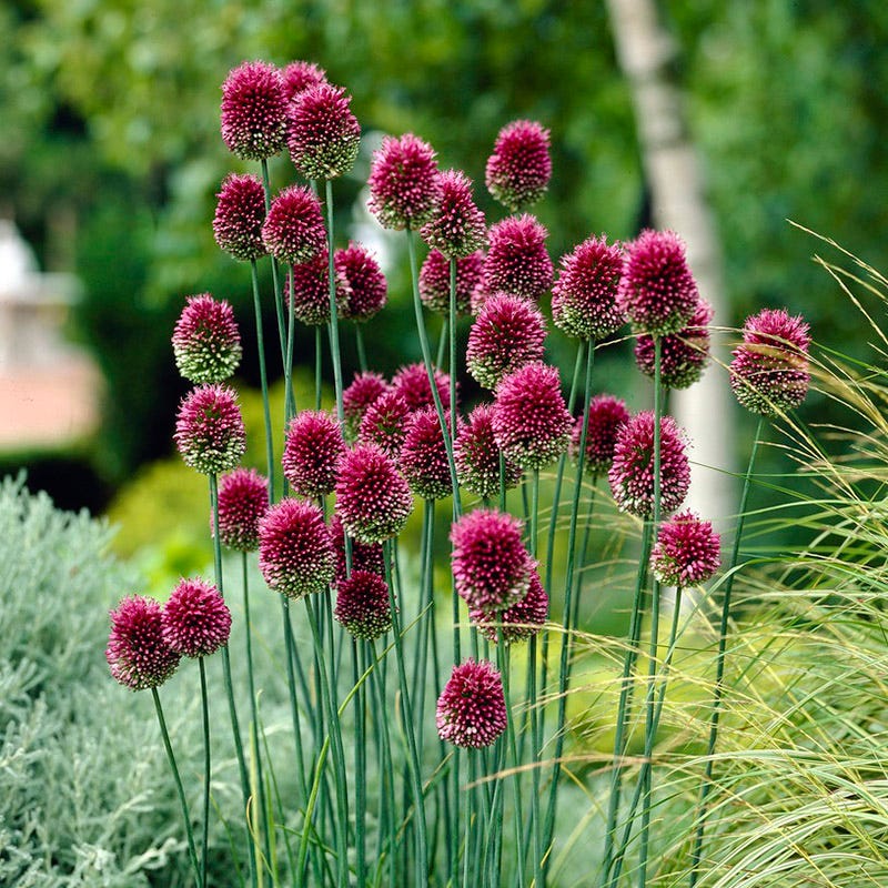 potted allium plants for sale Drumstick Allium | Purple