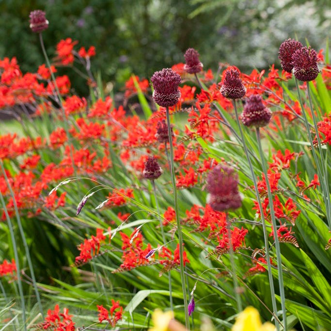 Red Mohican® Allium