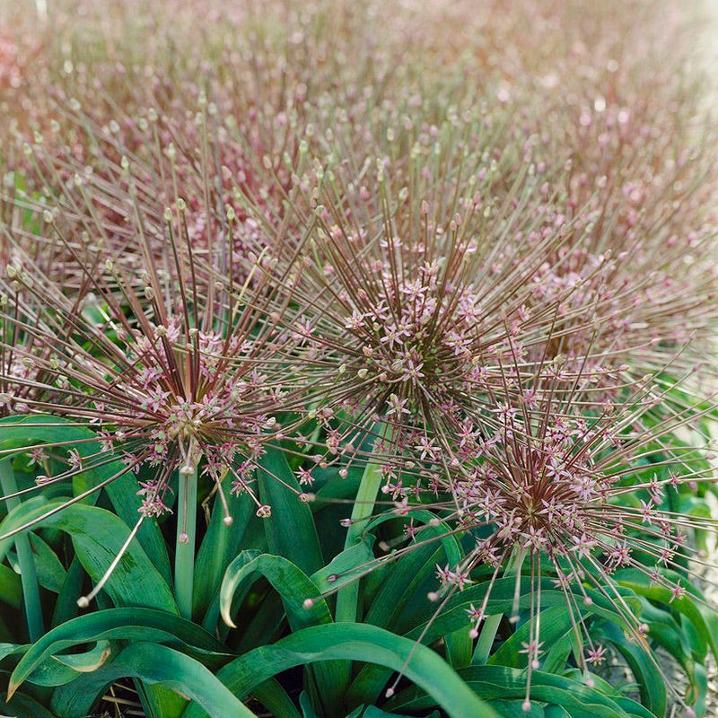 allium potted plant Allium Schubertii | Purple