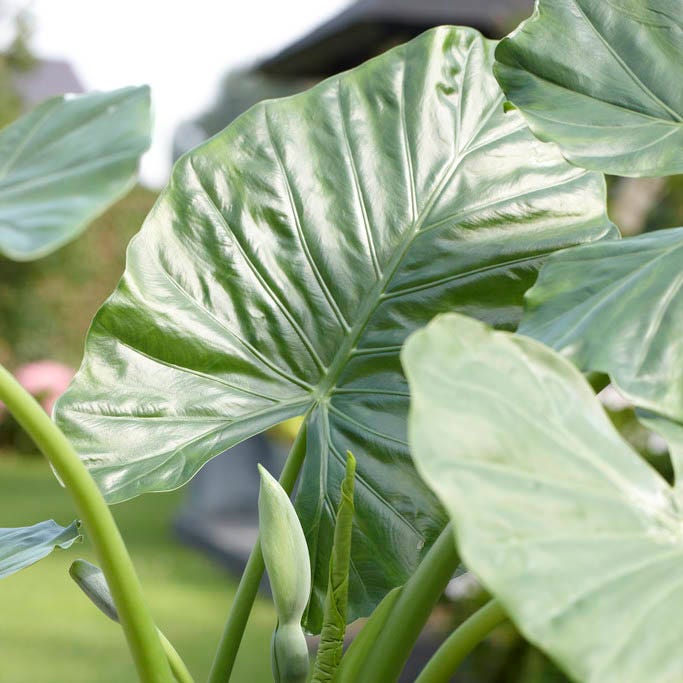Upright Elephant Ears