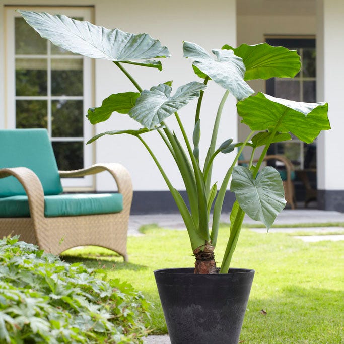 elephant ear plant standing straight up Upright Elephant Ears, Alocasia odora