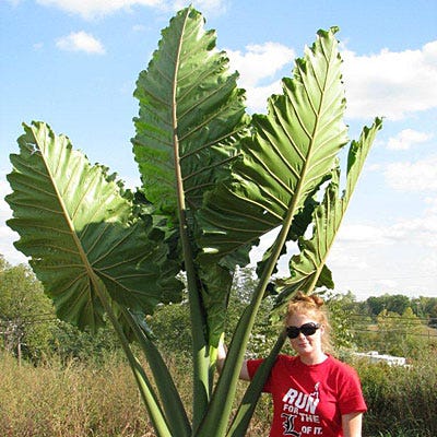 world's largest elephant ear plant Portora Upright Elephant Ear, Alocasia