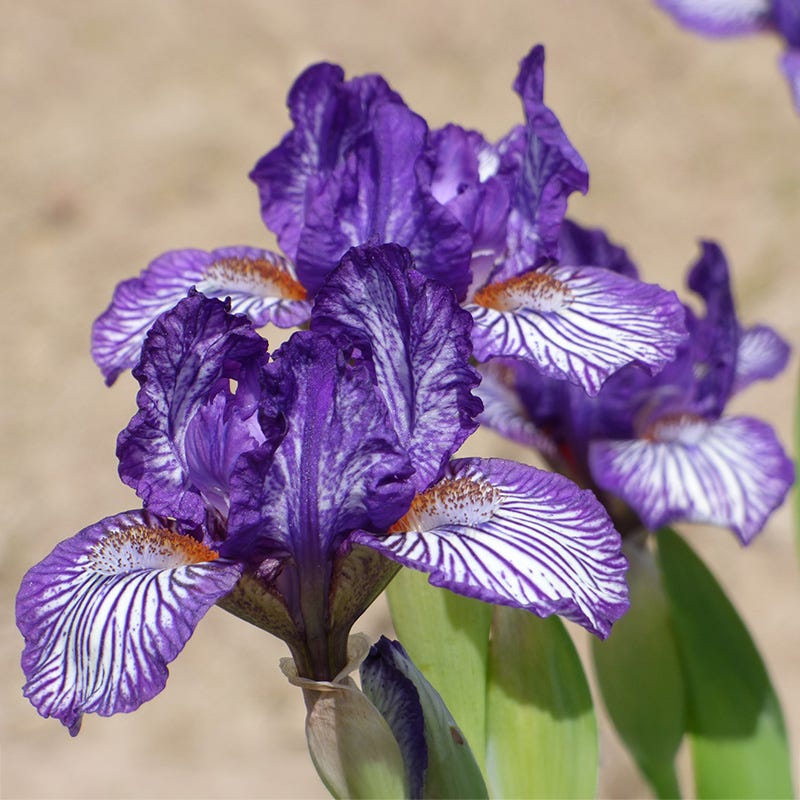 Along The Lines Dwarf Bearded Iris