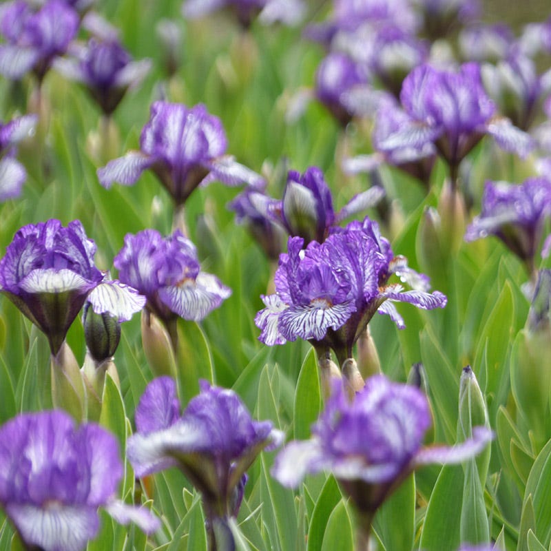 Along The Lines Dwarf Bearded Iris