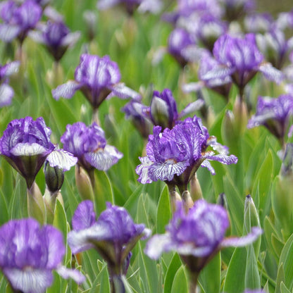 Along The Lines Dwarf Bearded Iris