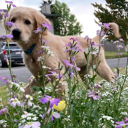 Alternative Lawn Wildflower Seed Mix