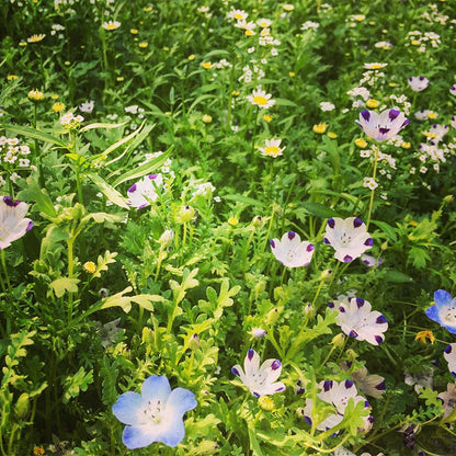 Alternative Lawn Wildflower Seed Mix