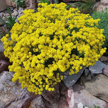 Coastal Cottage Pre-Planned Garden