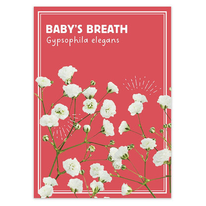 Baby's Breath Seed Favor Packet