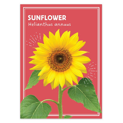 american seed flower packets Sunflower Seed Favor Packet