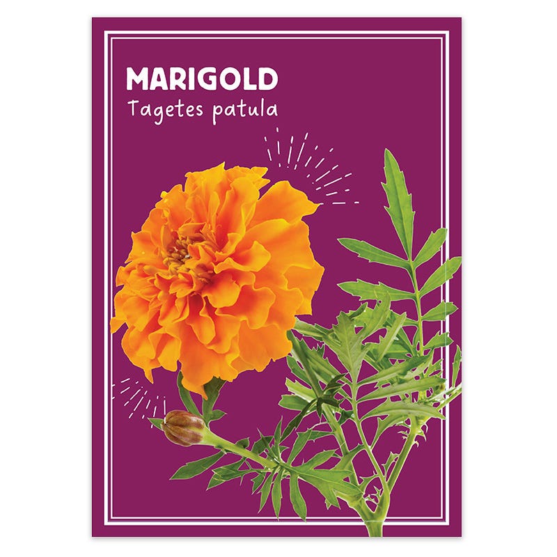 Marigold Seed Favor Packet
