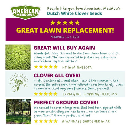 Dutch White Clover Seeds