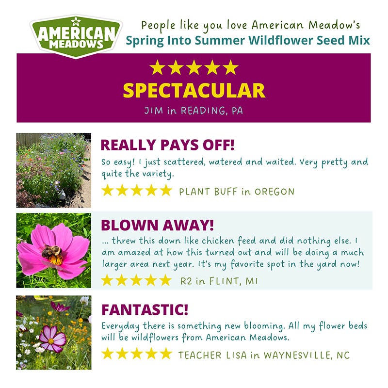planting wildflower seeds spring Spring Into Summer Seasonal Wildflower Seed Mix