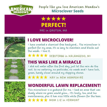 Microclover Seed