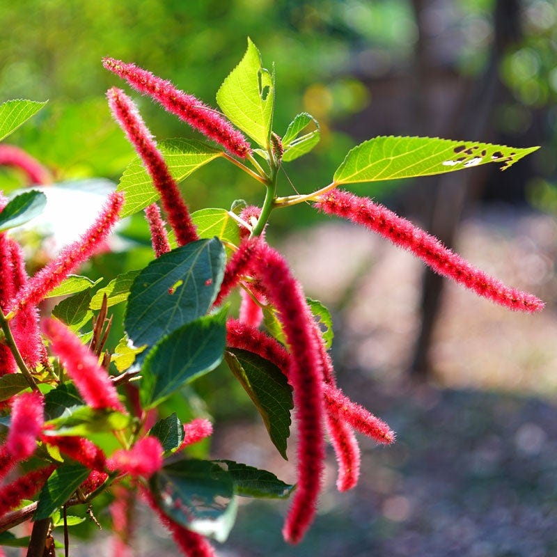 Love Lies Bleeding Seeds