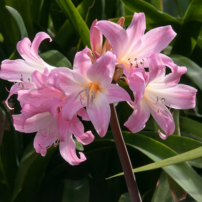 Belladonna Lily