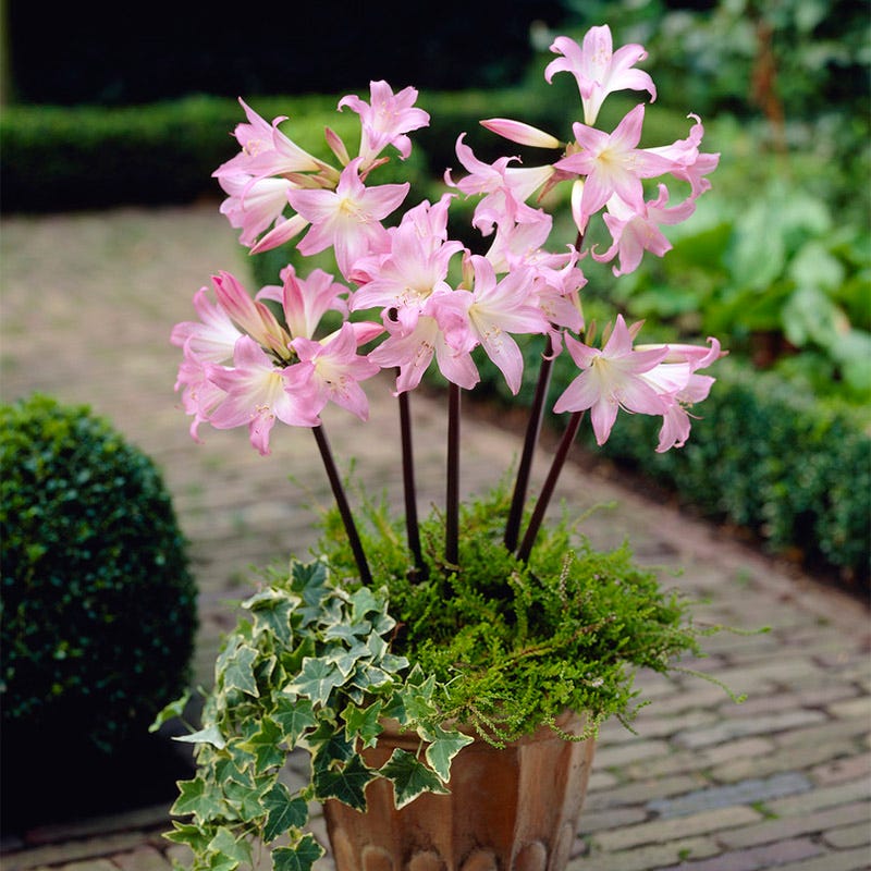 belladonna lily flower meaning Belladonna Lily or Naked Ladies