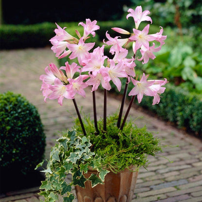 naked lily flower Belladonna Lily